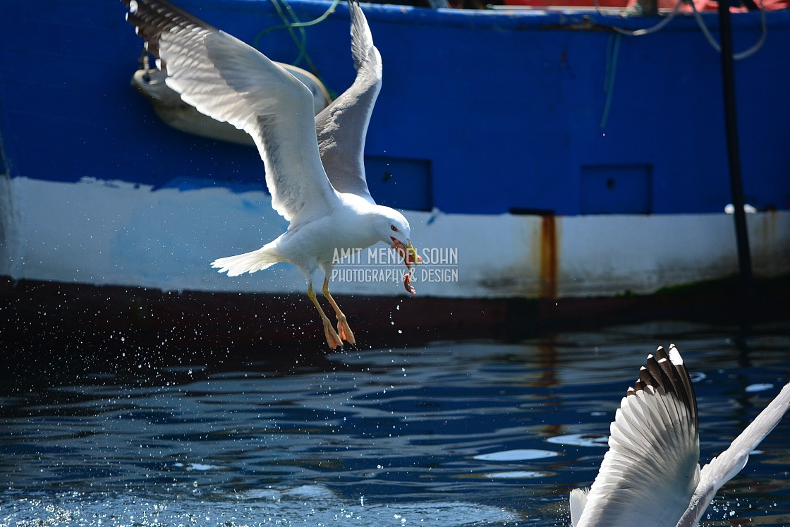 "Seagull with his food" stock image