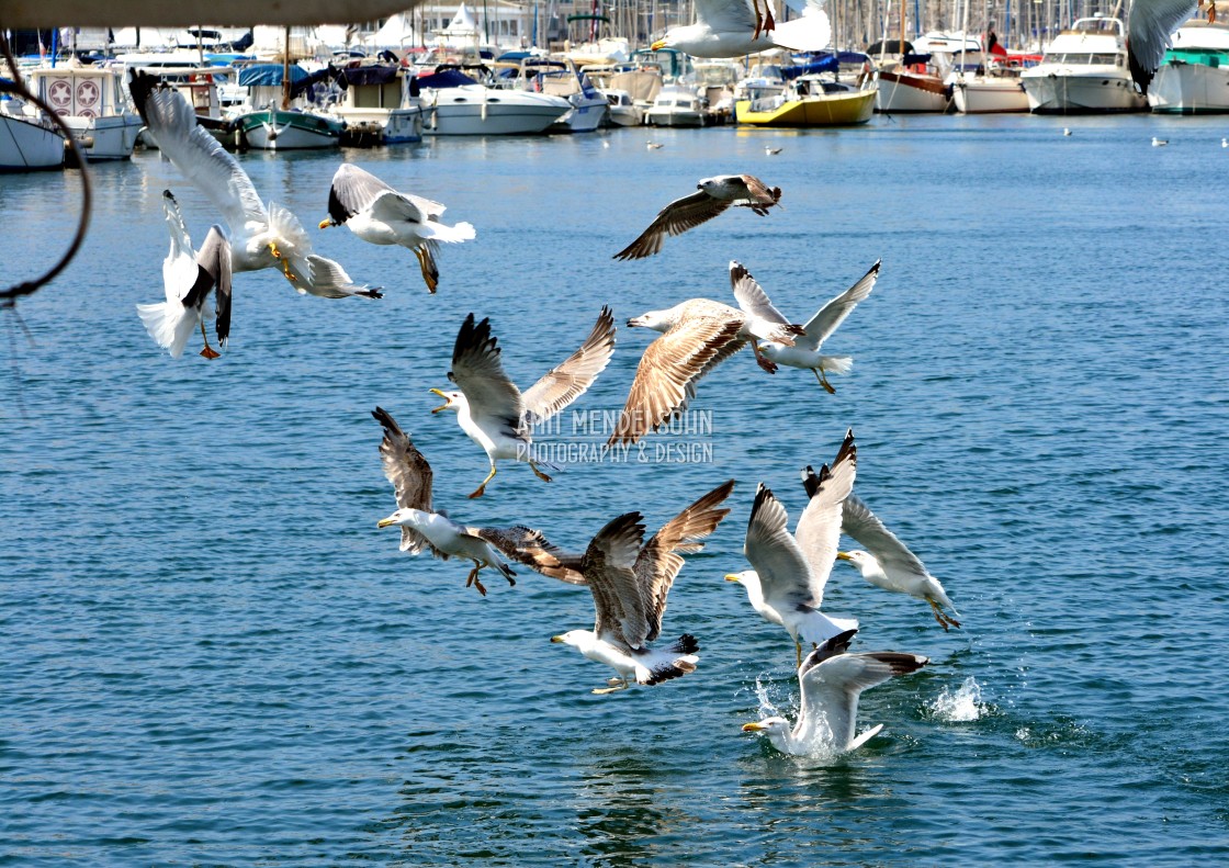 "A group of seagulls after food" stock image