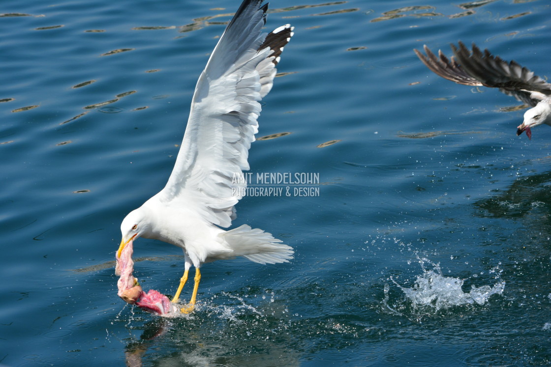 "Got the food" stock image