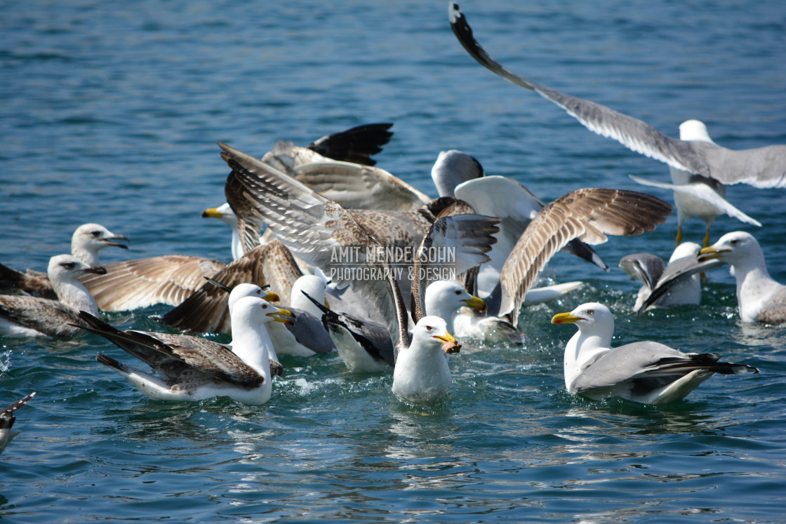 "A fight for food 2" stock image