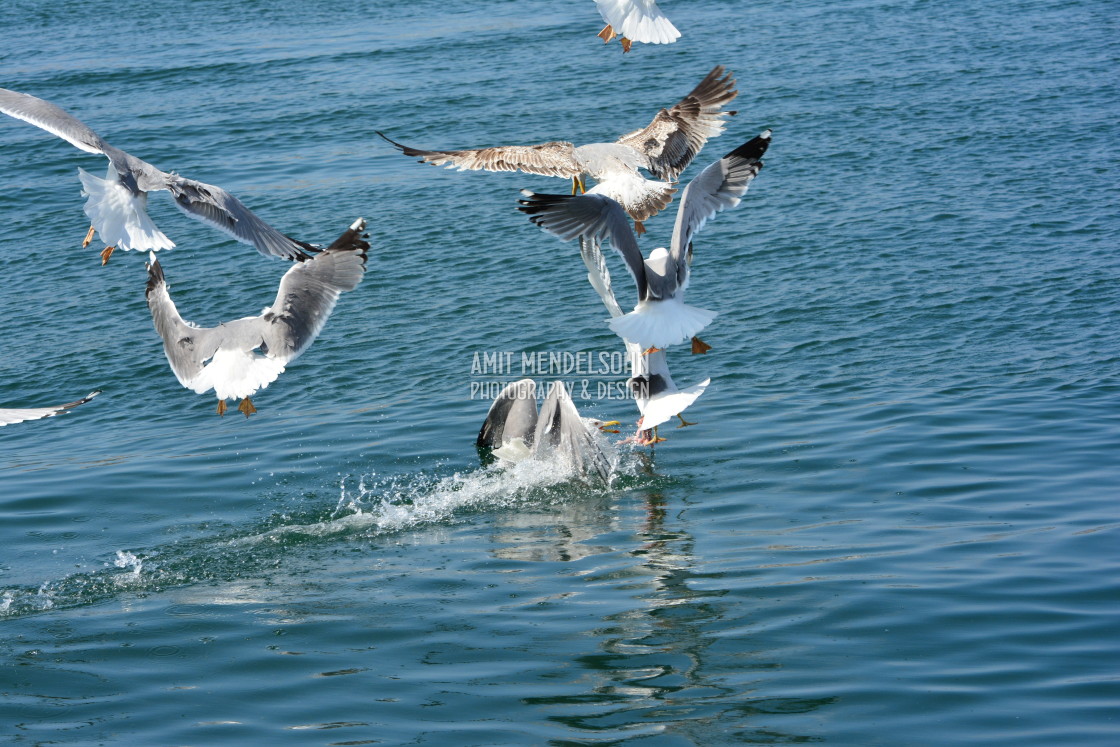 "The chase 2" stock image