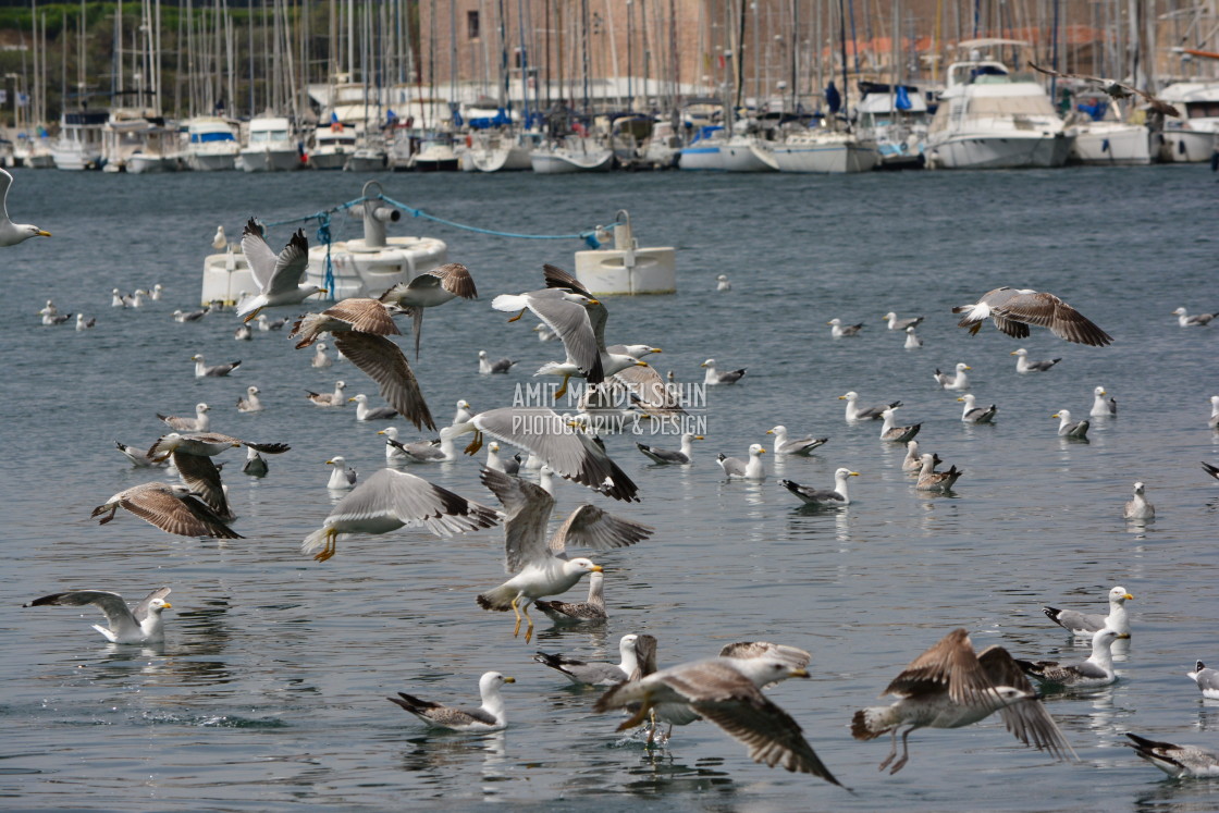 "Seagulls in the port" stock image