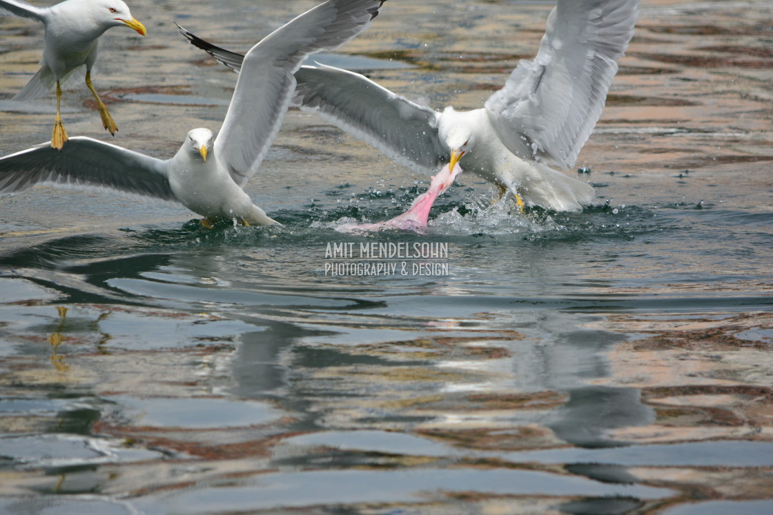 "A one on one food fight" stock image