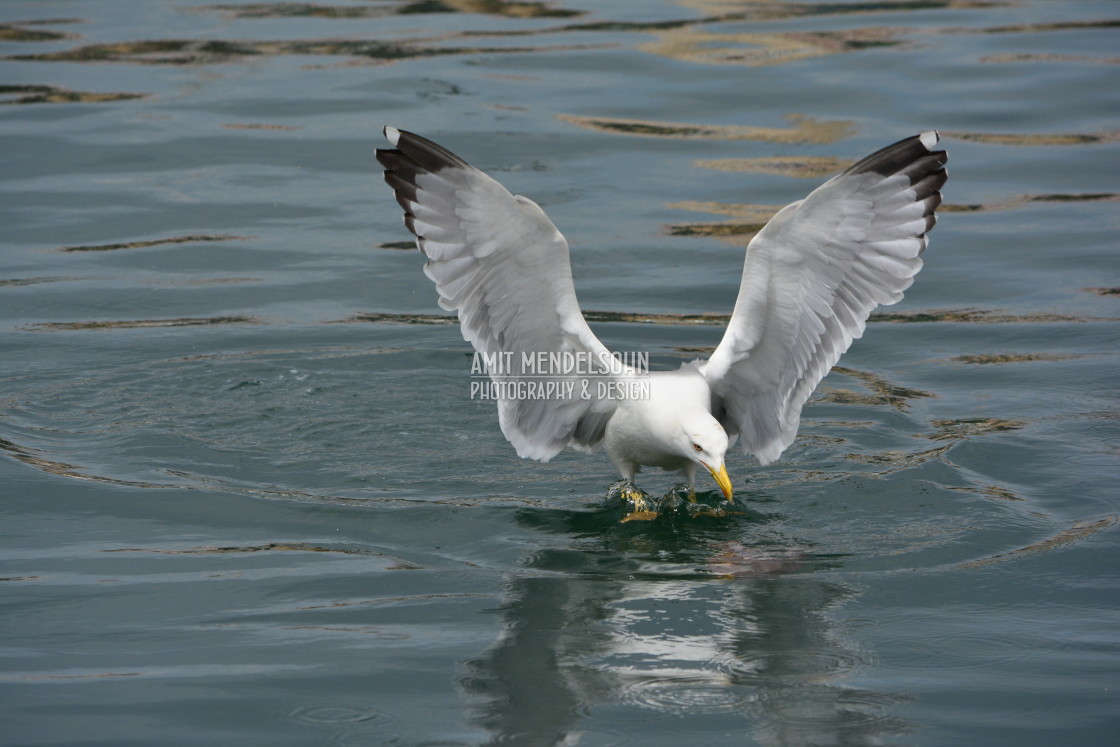 "seagull searching the water" stock image