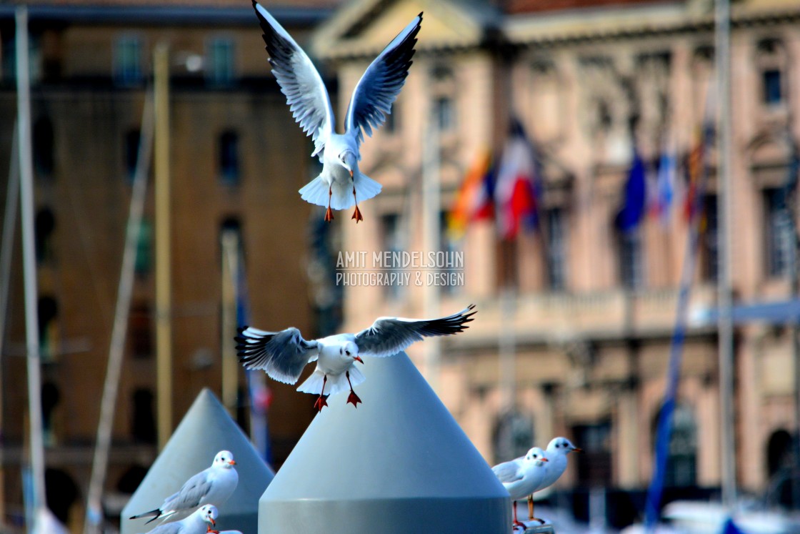 "Little gulls flying" stock image