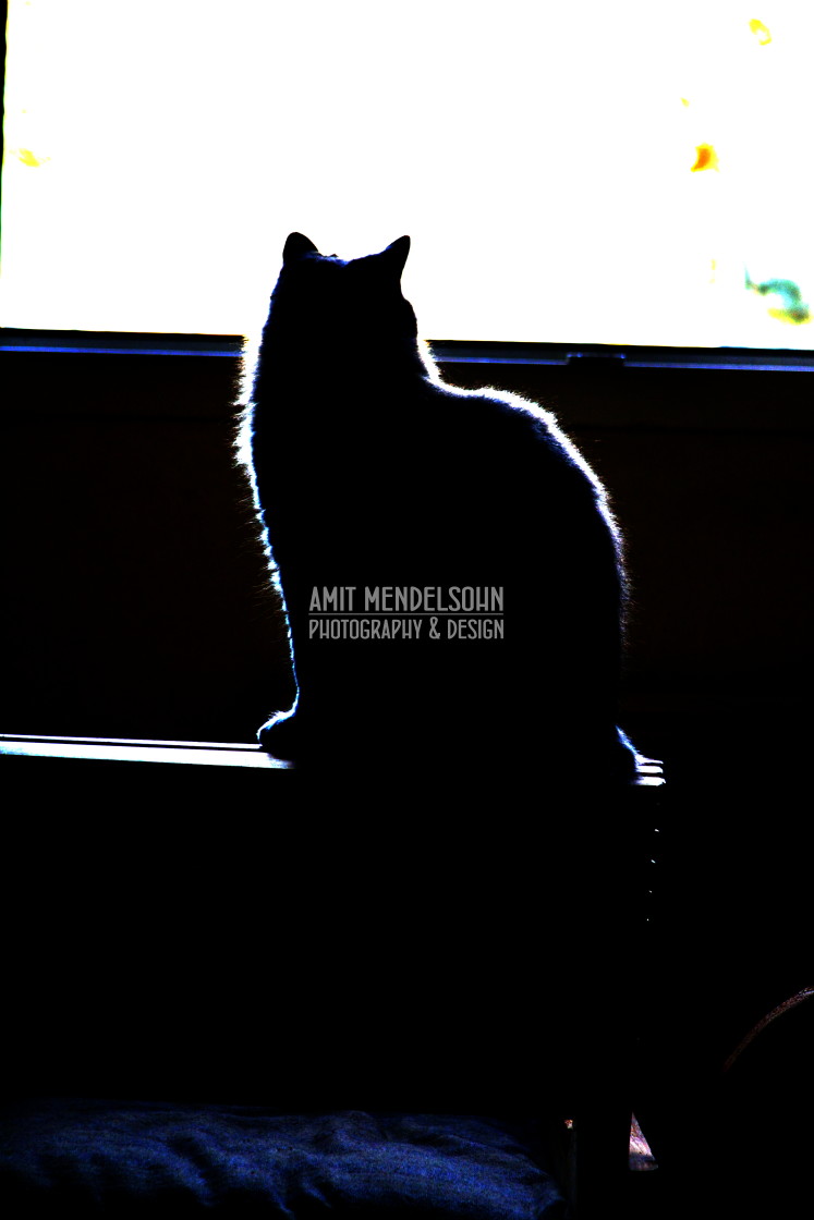 "A cat looking out" stock image