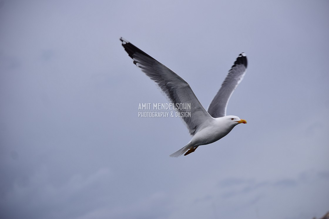 "Seagull flying" stock image