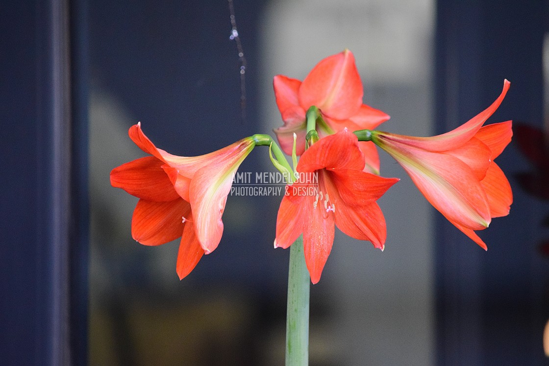 "A red lily" stock image