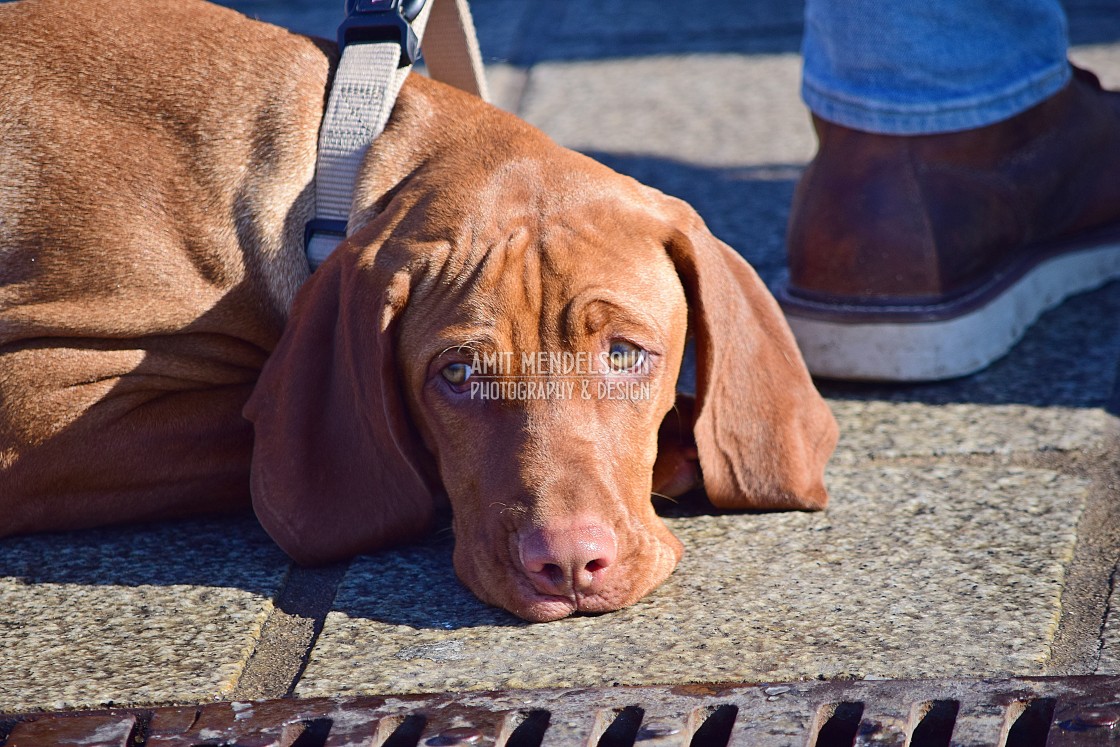 "A dog disappointed" stock image