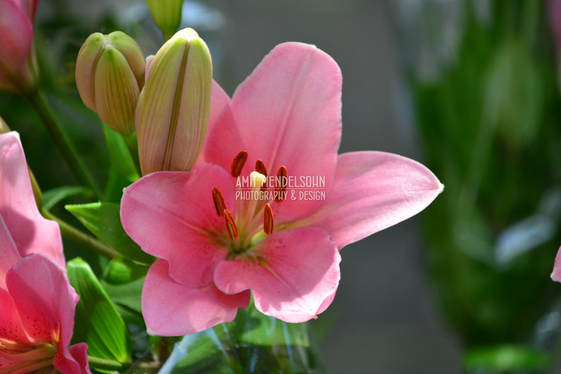 "Lily" stock image