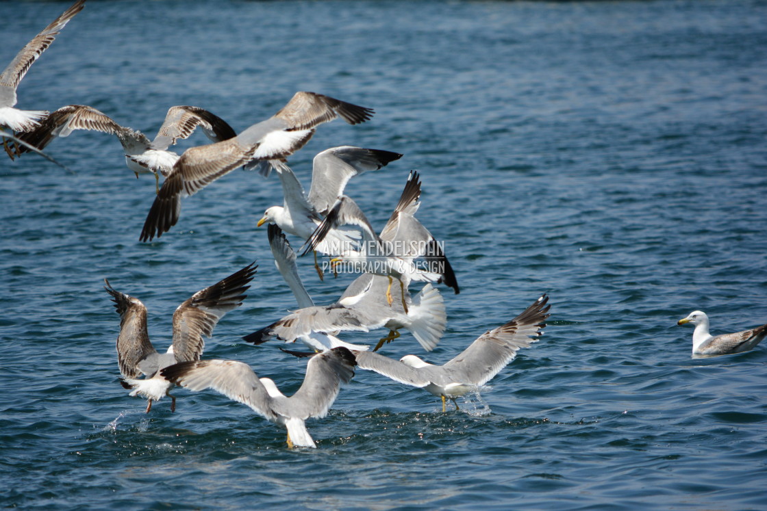 "Seagull wars" stock image