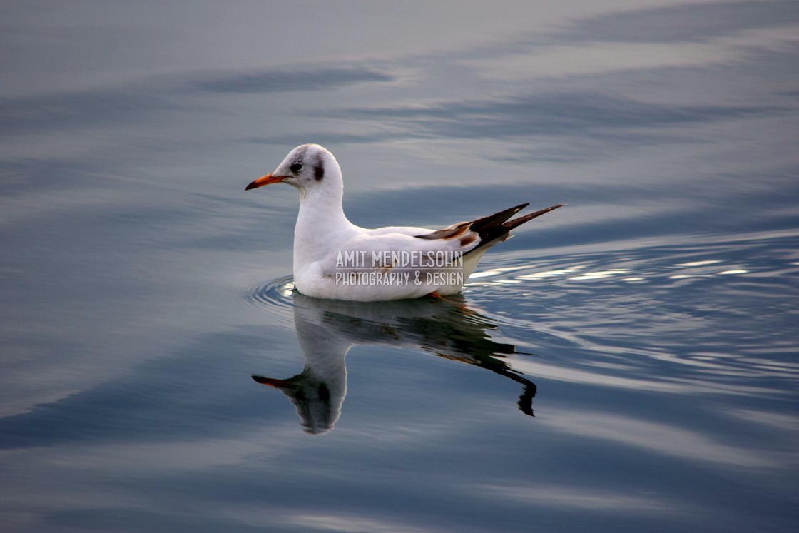 "Little gull resting" stock image