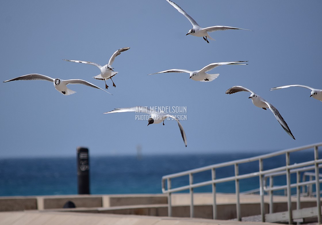 "little gulls landing on the beach" stock image