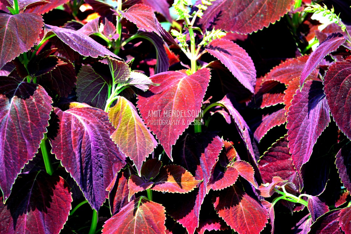 "Red leaves" stock image