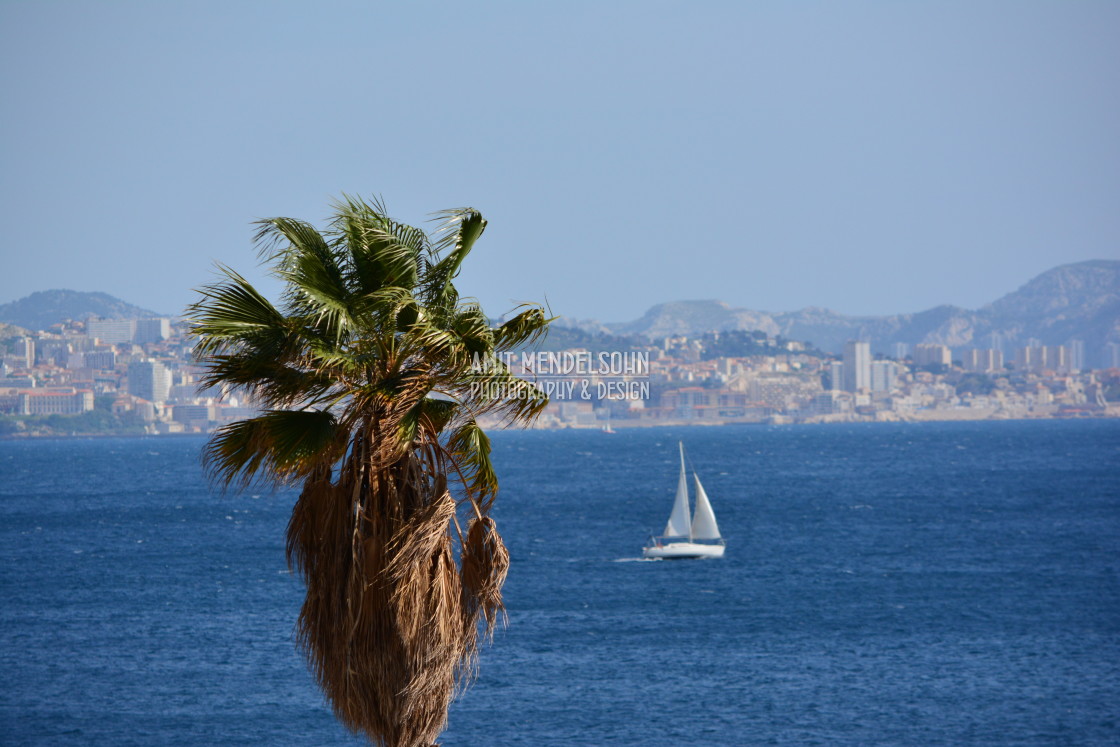 "A palm tree above the sea" stock image