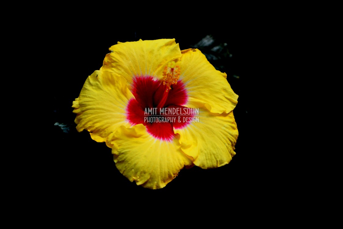 "Yellow hibiscus with a red heart" stock image