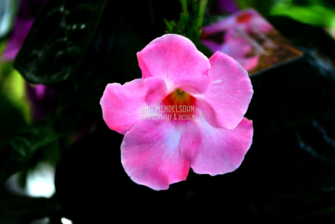 "A pink Brazilian jasmine" stock image