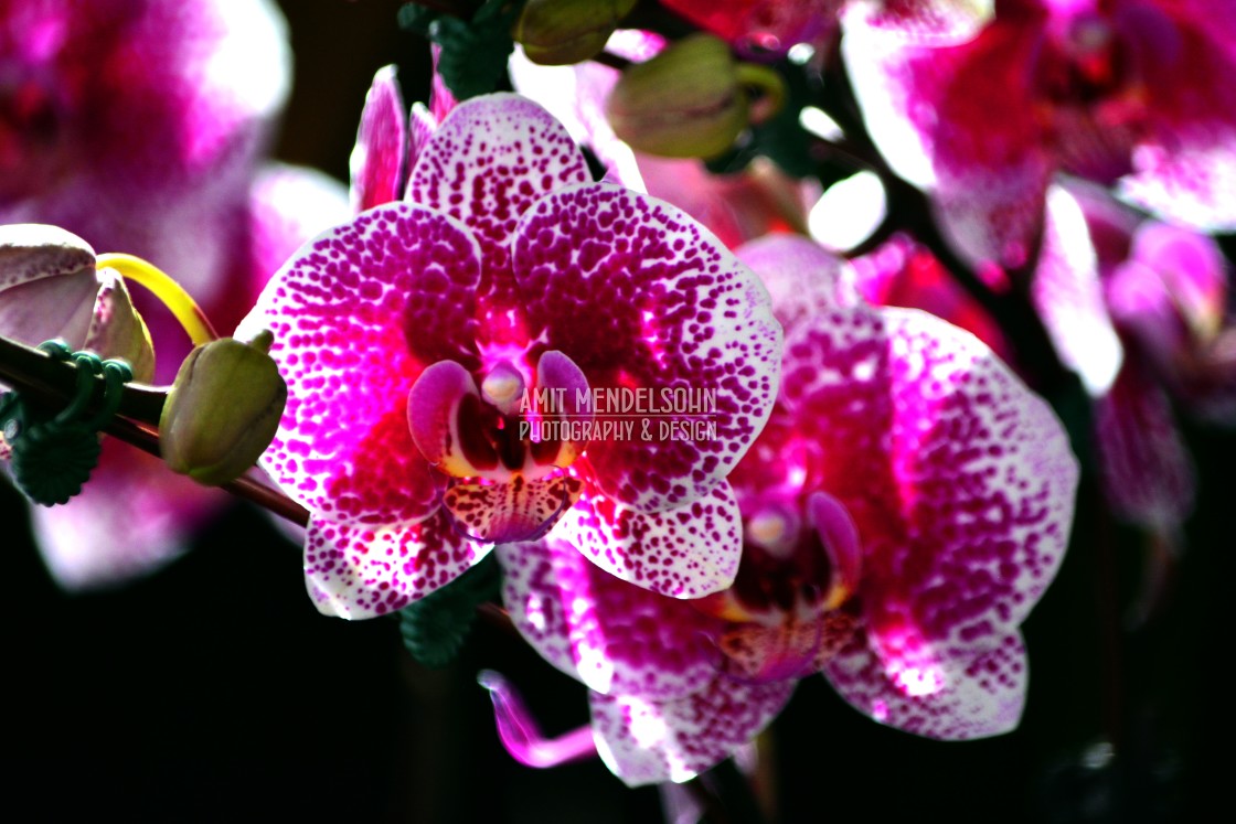 "A pink white orchid" stock image