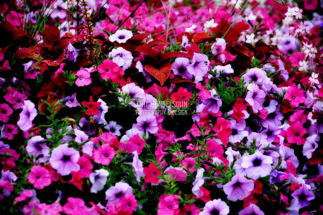 "Flowers Brazilian Jasmine" stock image