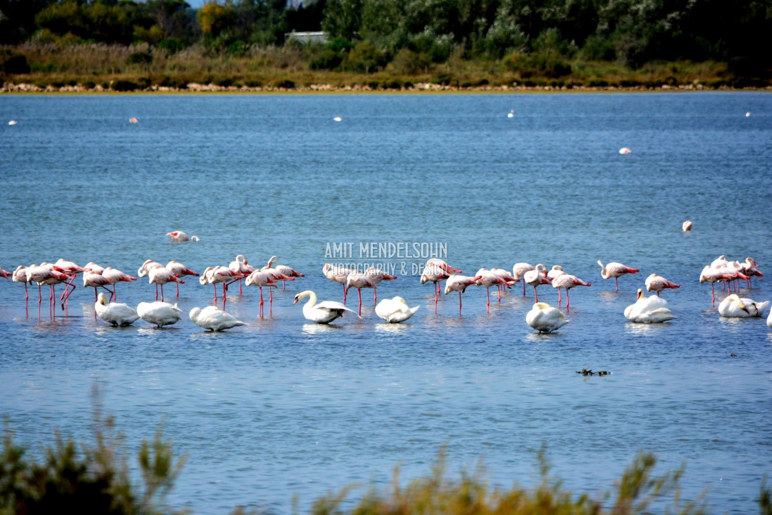 "Flamengo and swans" stock image