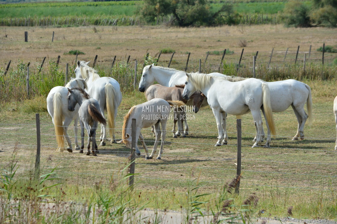 "White horses" stock image