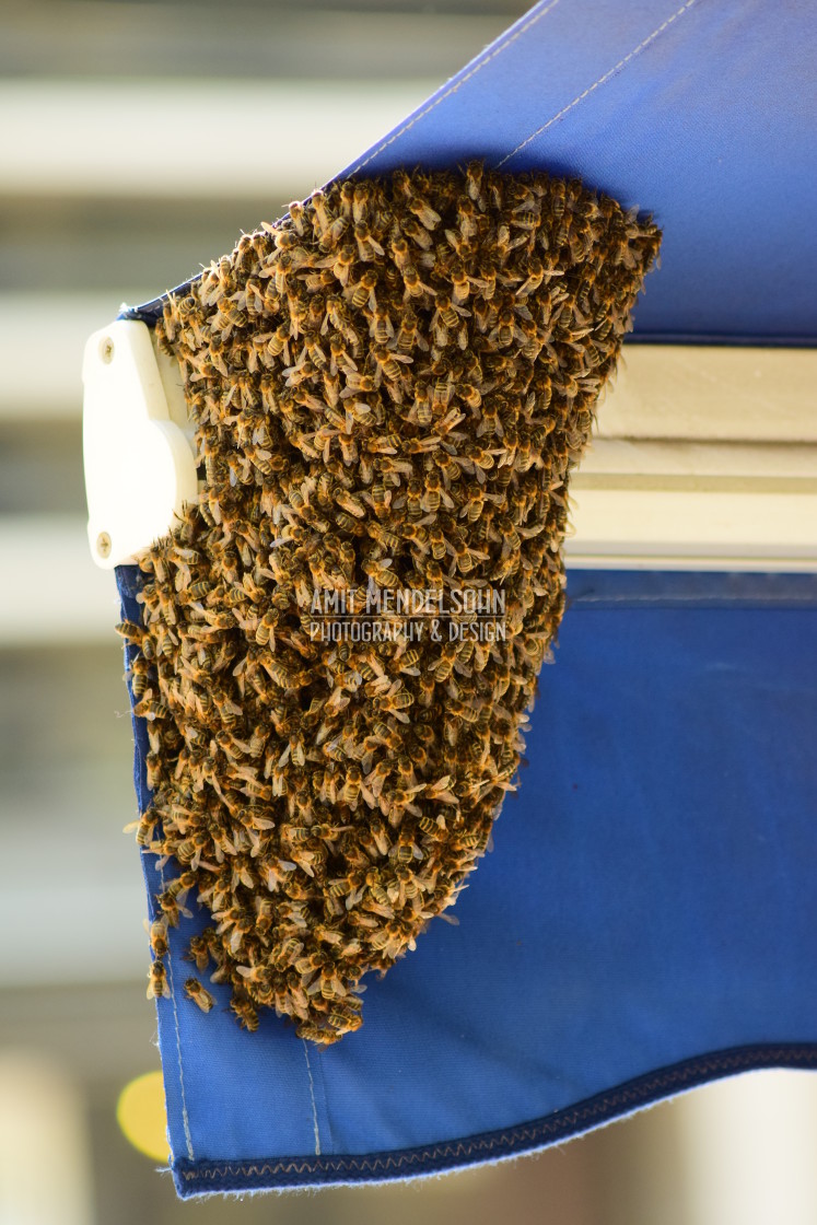 "A bee hive gathered" stock image