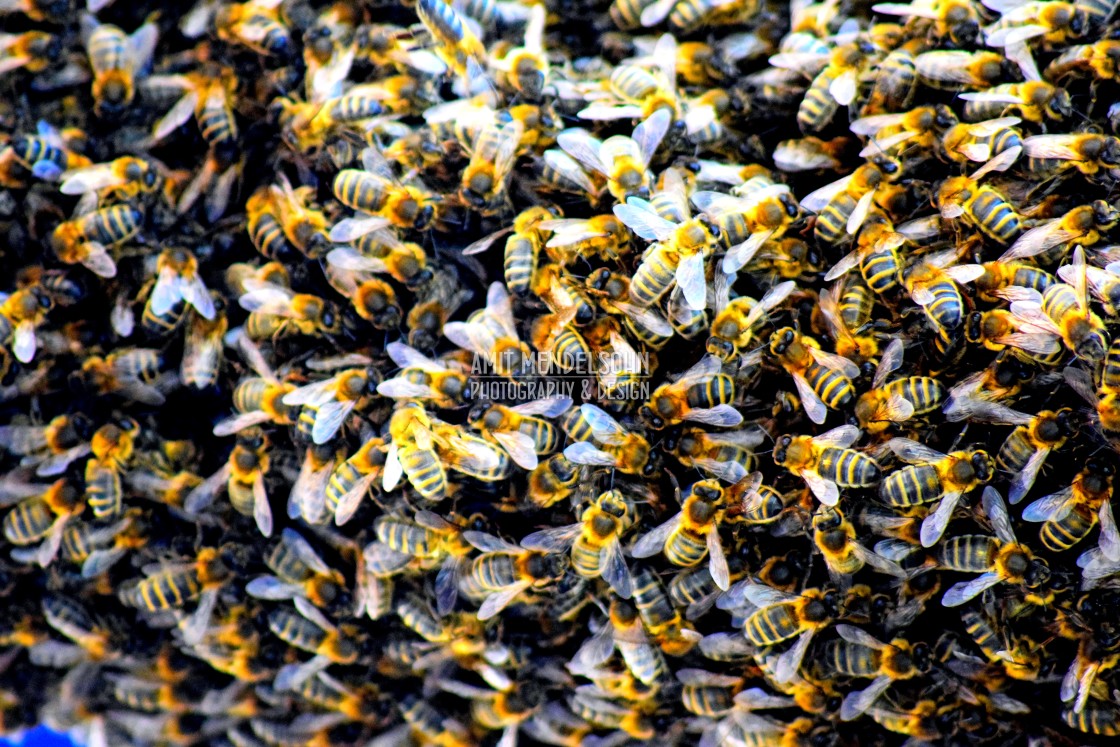 "Bees" stock image