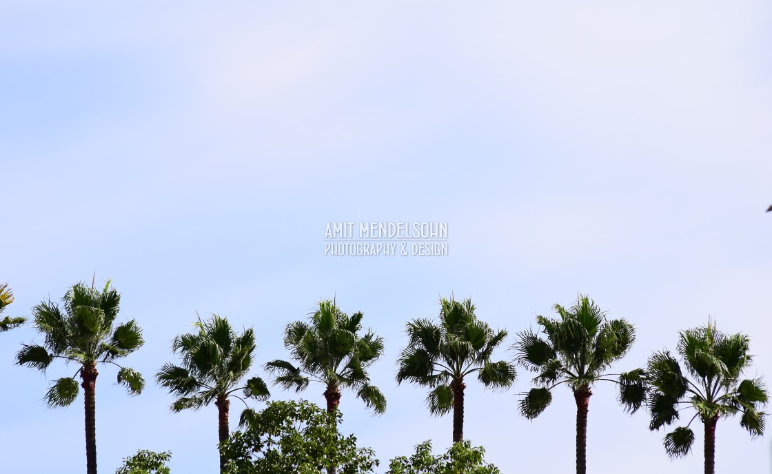 "Palm trees" stock image