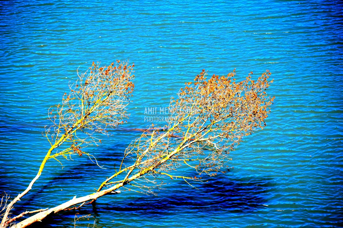 "Trees growing horizontally" stock image