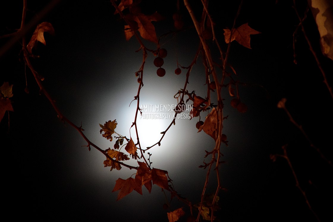 "Moonlight on a tree" stock image