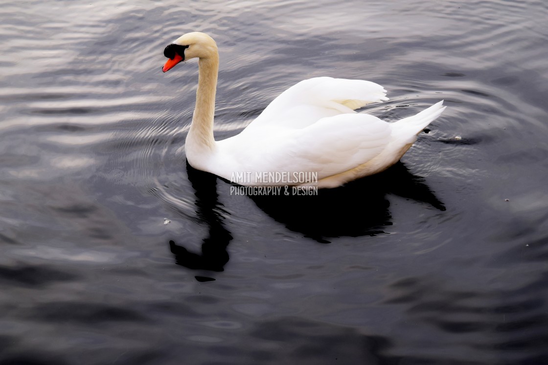 "Swan 3" stock image