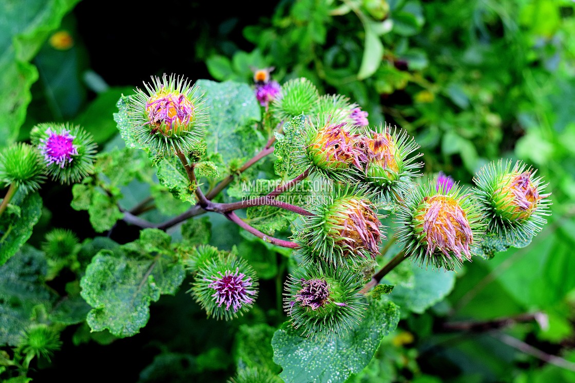 "A beautiful thorny burdock flower" stock image