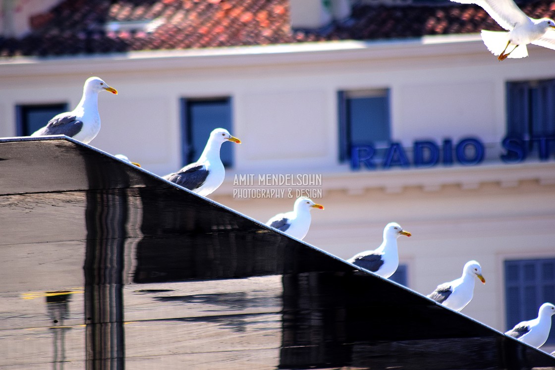 "The chorus line" stock image