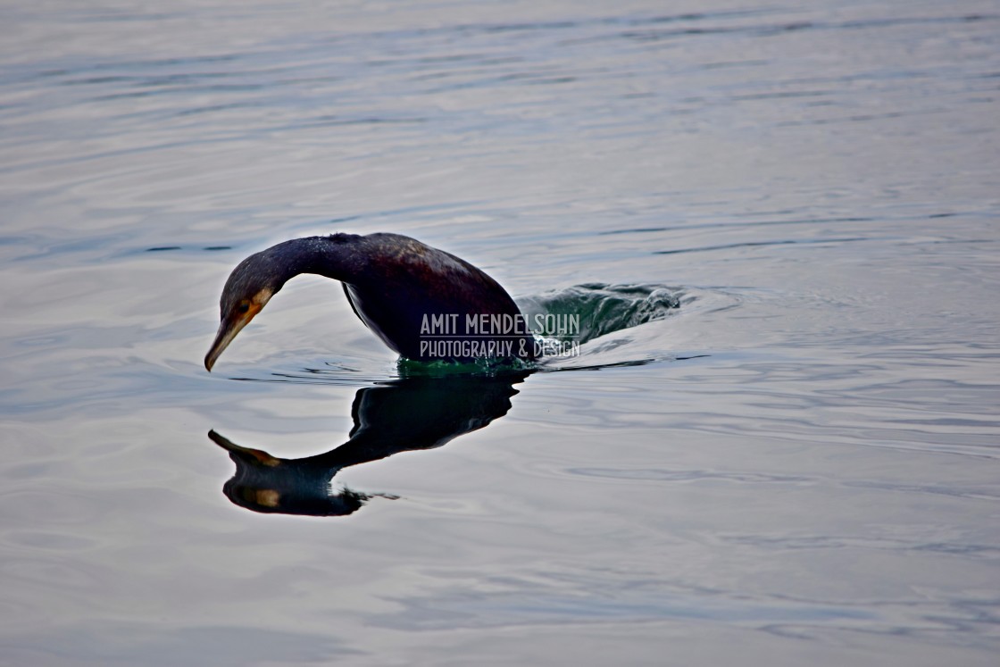 "The cormorant in a dive" stock image