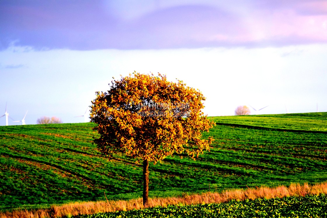 "A tree in the field" stock image