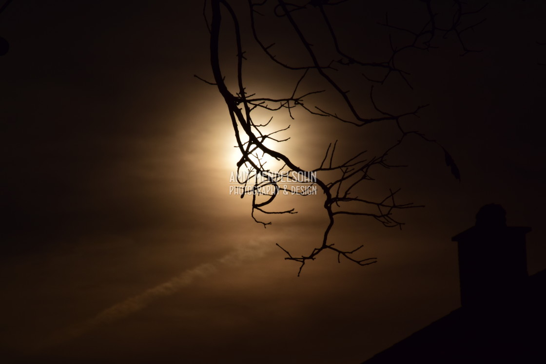 "A branch in the moonlight" stock image