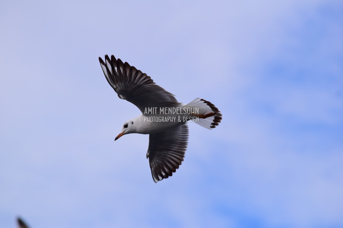 "A little gull in the air" stock image