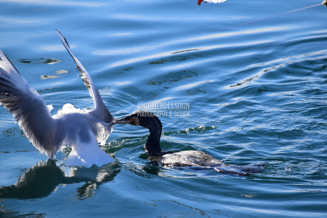 "The cormorant had enough" stock image