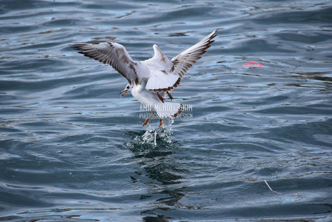 "Little gulls playing" stock image