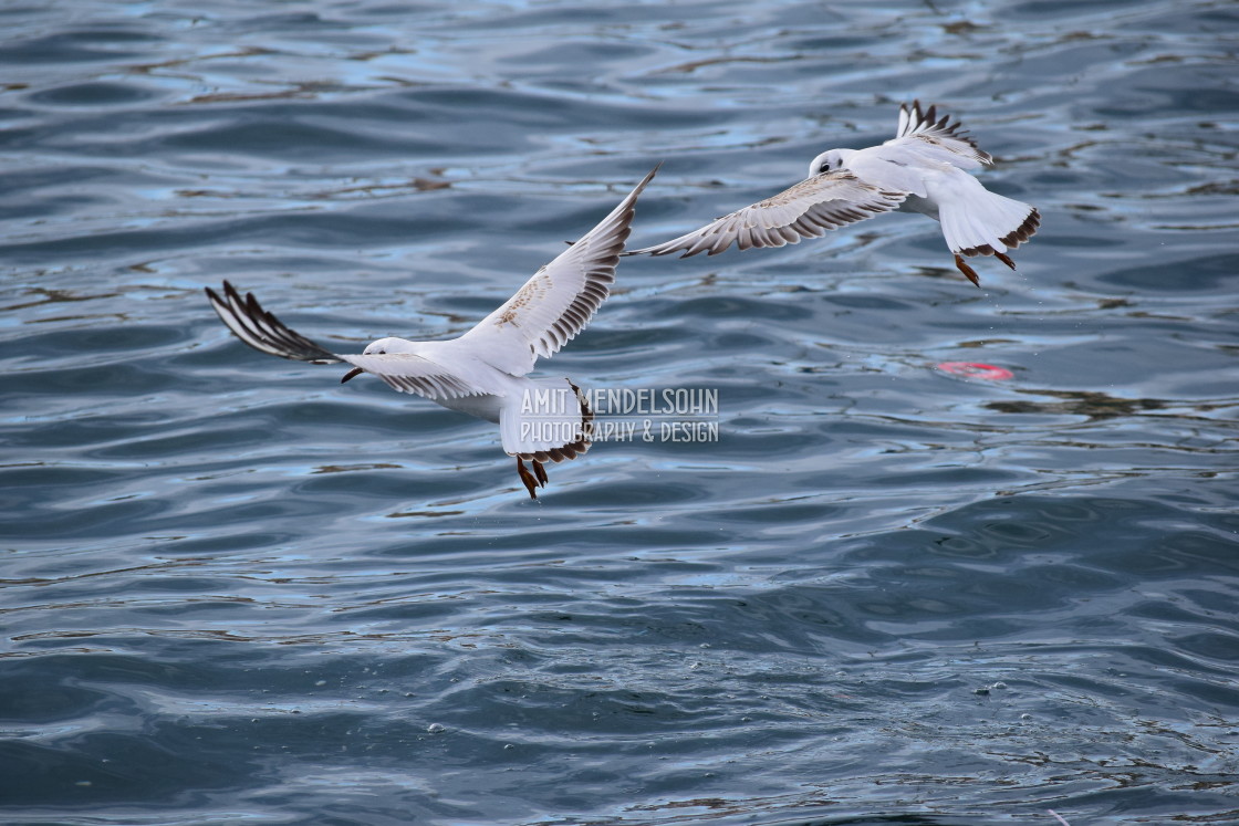 "Little gulls playing" stock image