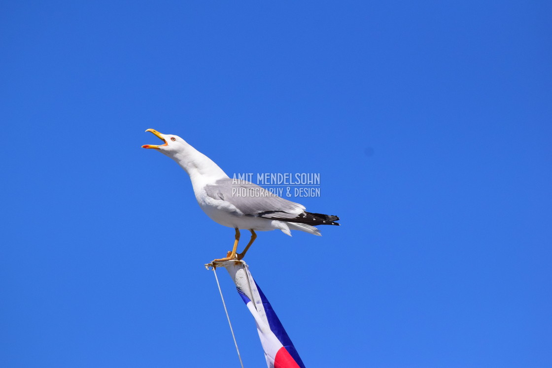 "Seagull's calling" stock image