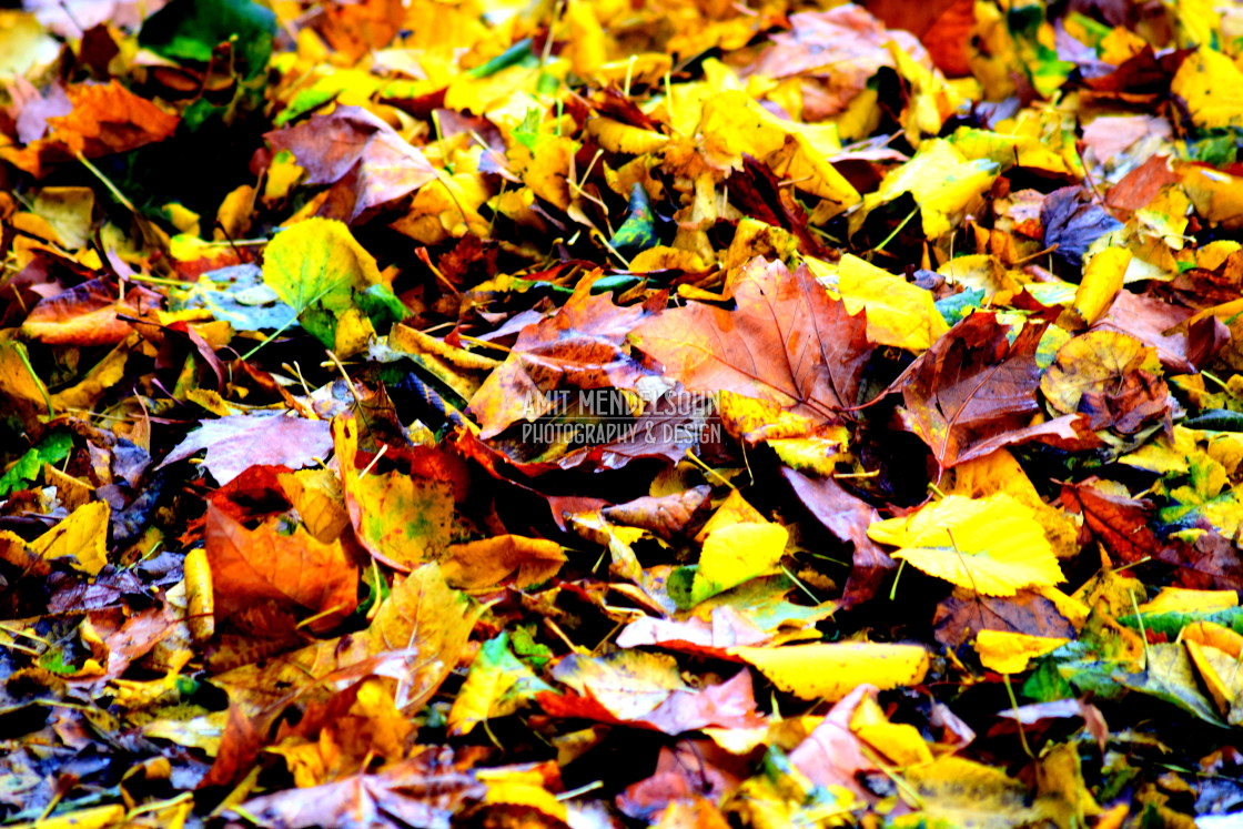 "Fallen leaves" stock image