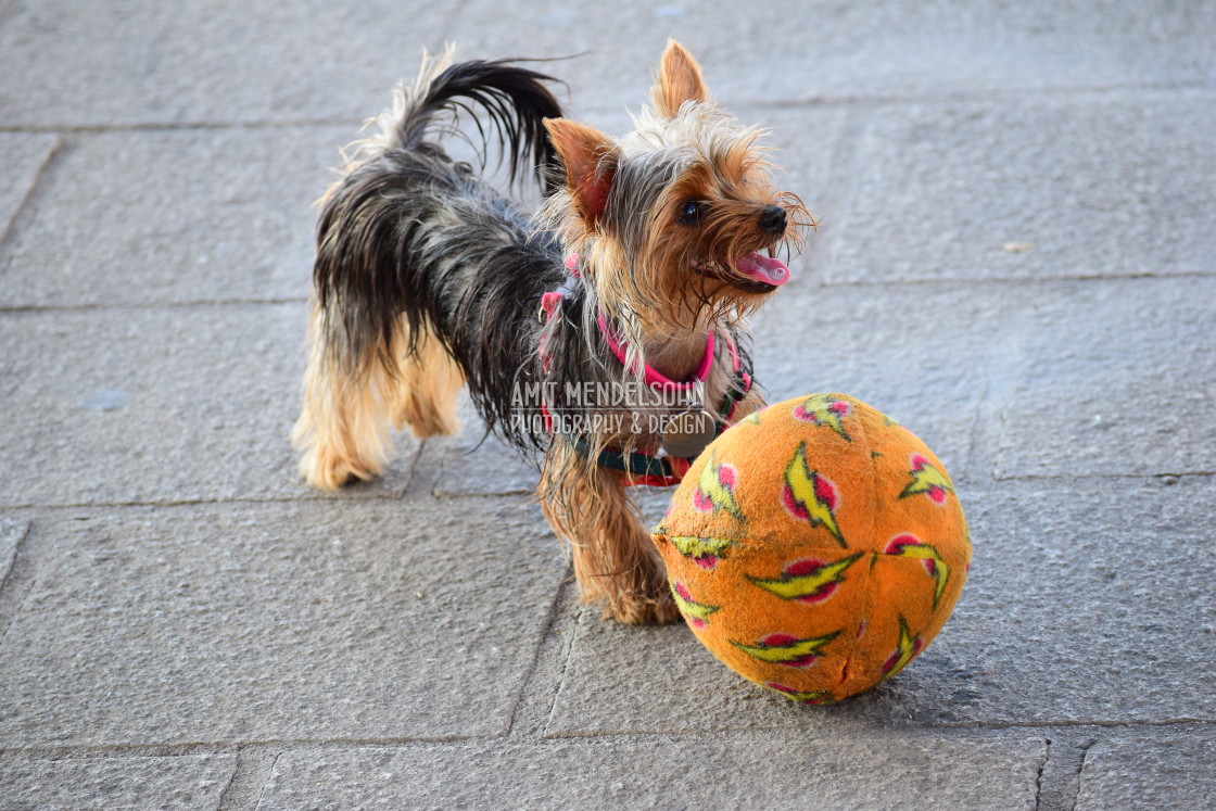 "Bobby is ready to play" stock image