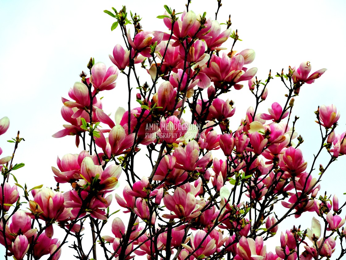 "An almond tree" stock image