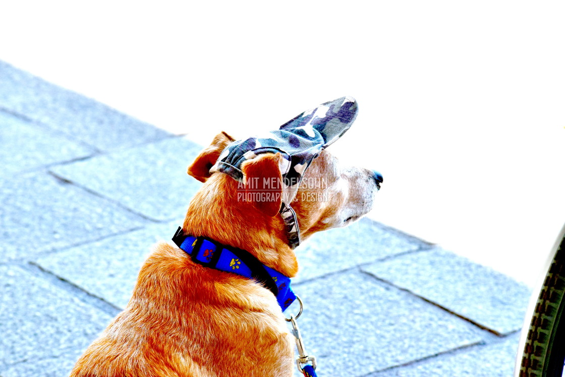 "A retired military dog" stock image