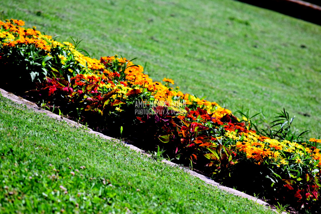 "Flower in the grass" stock image