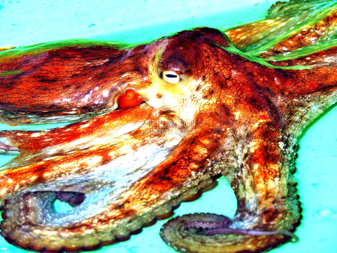 "An octopus" stock image