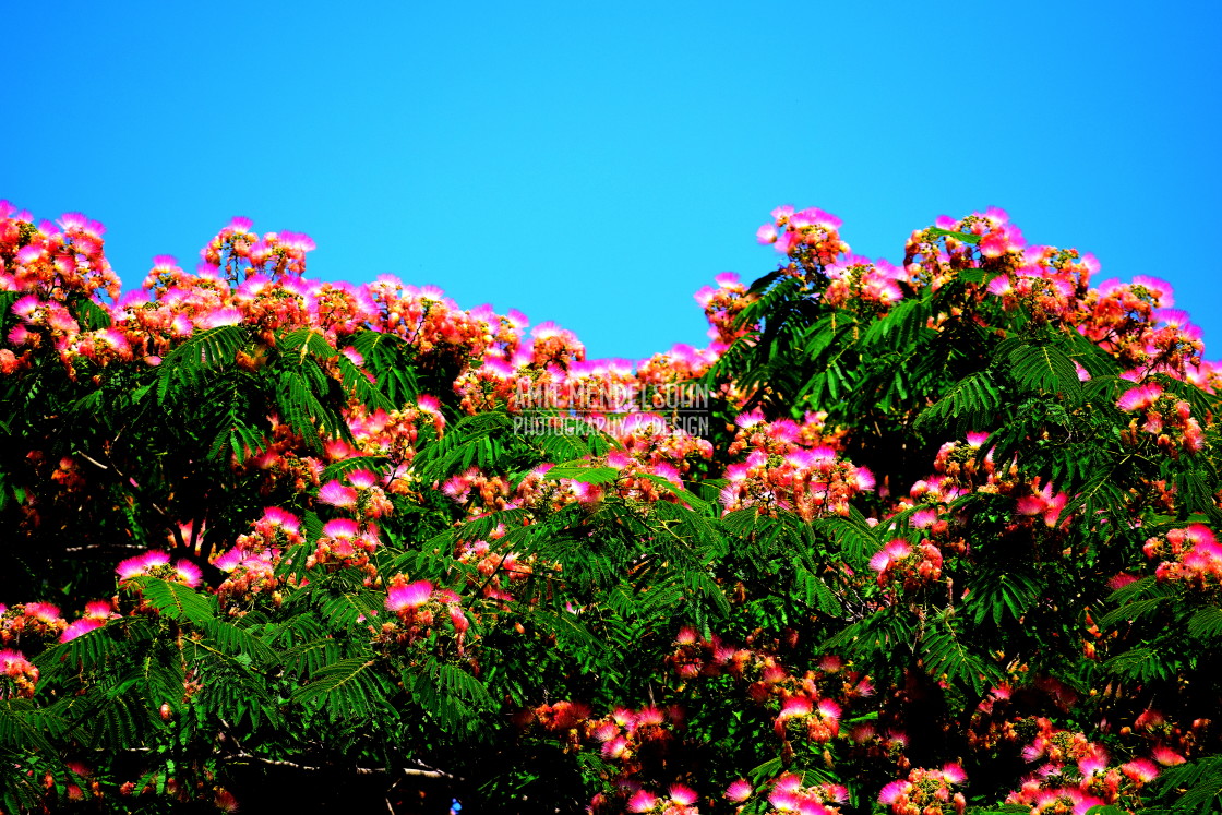 "Translucent blossom" stock image