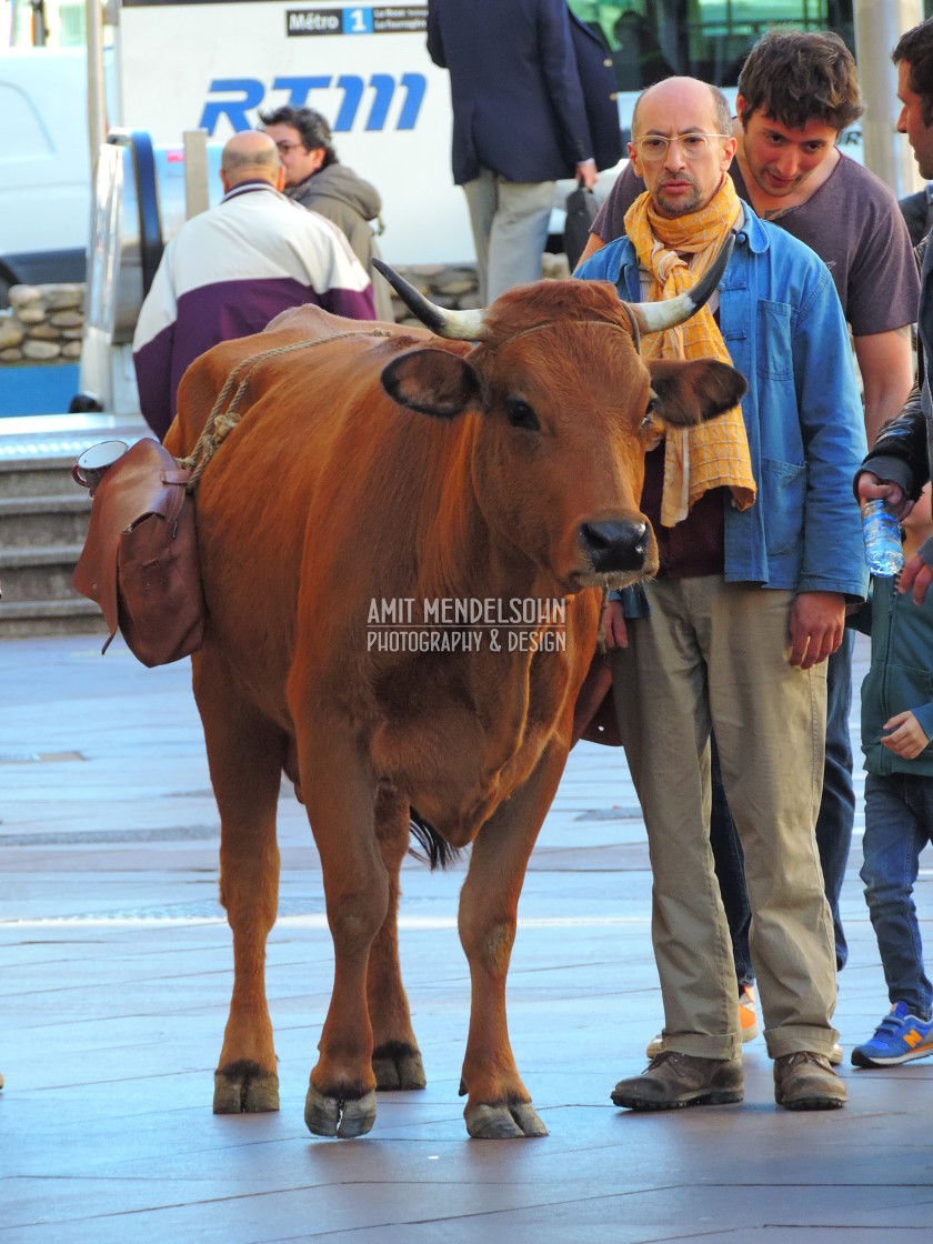 "A cow that does shopping" stock image