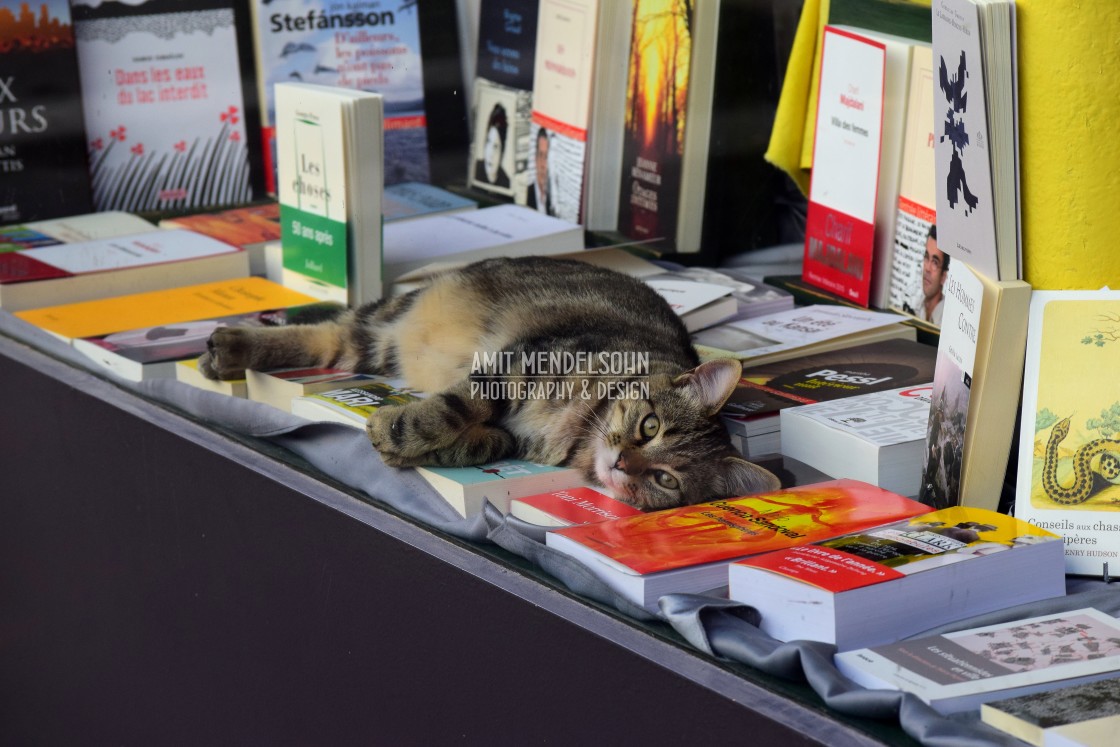 "The book guardian" stock image